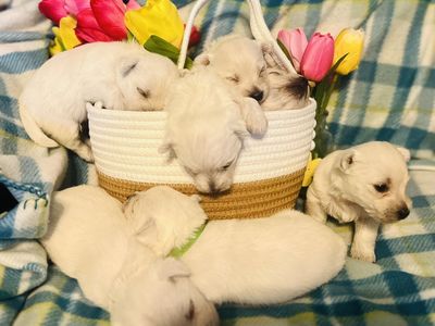Purebred Westie Puppies