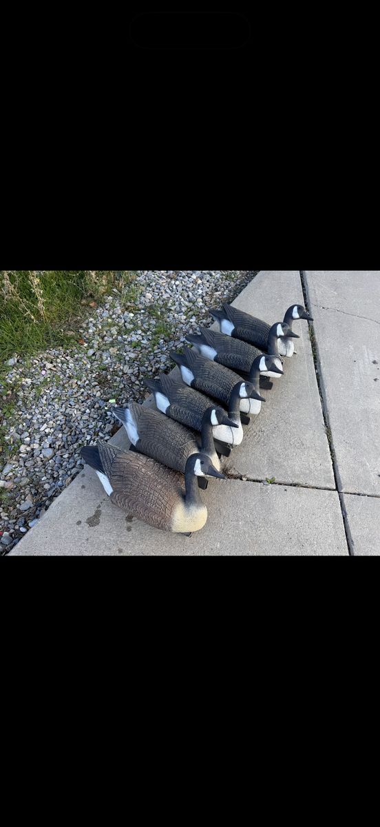 6 Old Flambeau Goose Floater Decoys