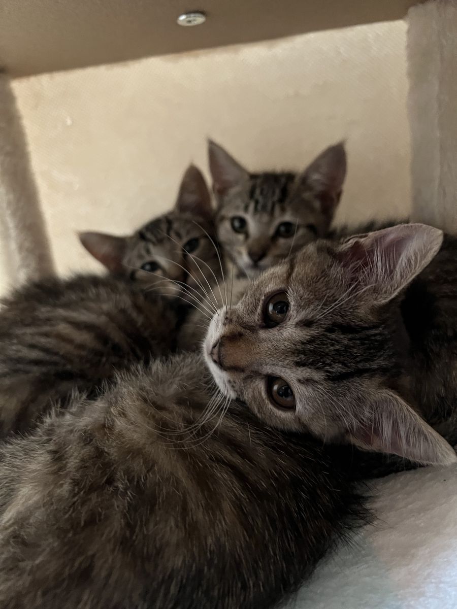3 Adorable Kittens