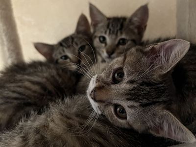3 Adorable Kittens