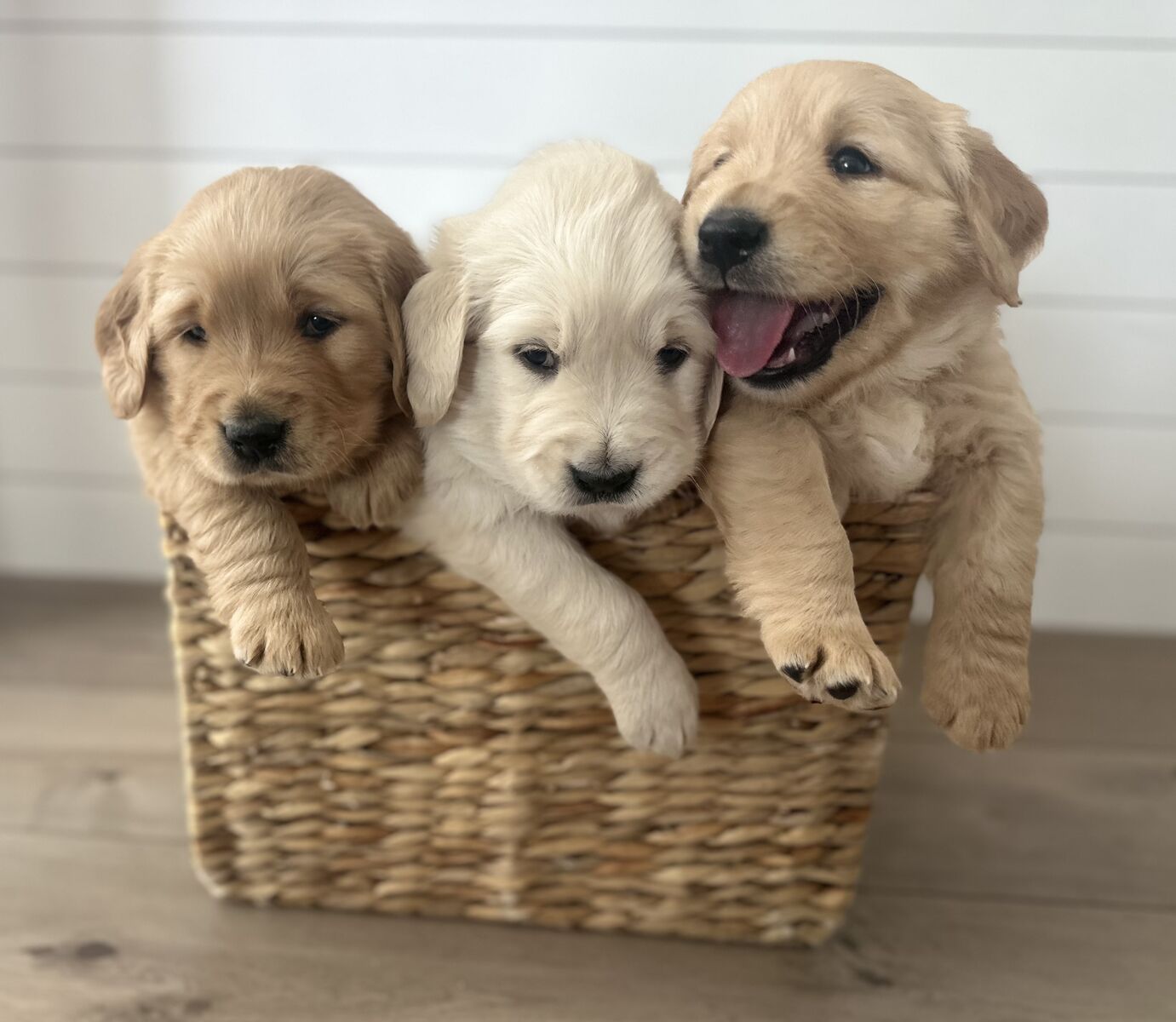 AKC Golden Retriever Puppies- Health Tested- Champion Lines