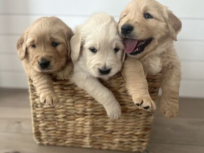 AKC Golden Retriever Puppies- Health Tested- Champion Lines