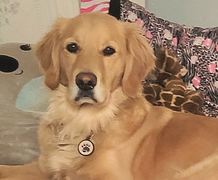 AKC Health Tested Golden Retriever Puppies