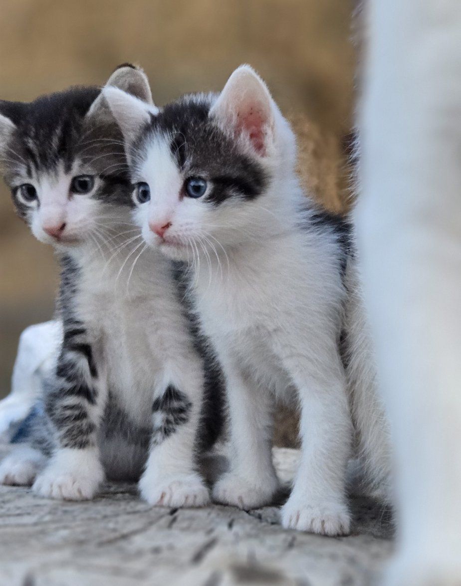 Adorable Domestic Shorthair Kittens - Black and White Tabby