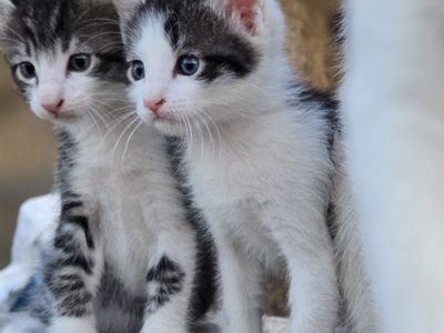 Adorable Domestic Shorthair Kittens - Black and White Tabby