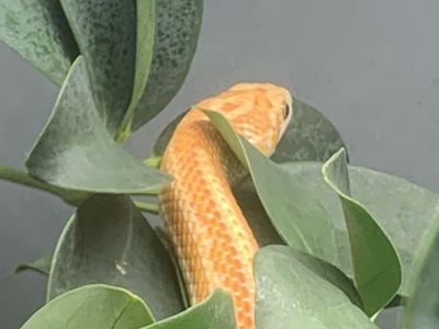 Adult Corn Snake