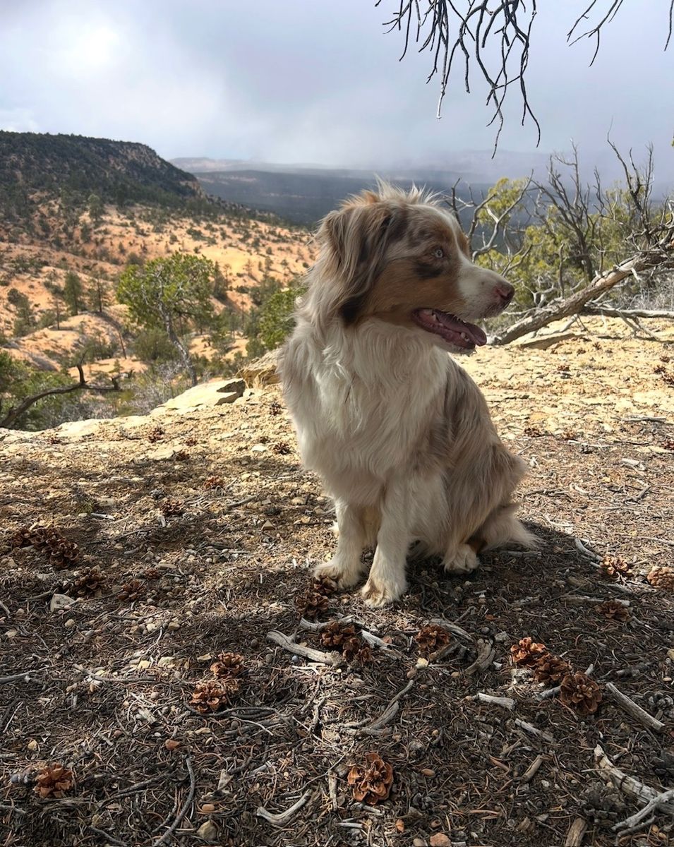 Adult Australian Shepard Female