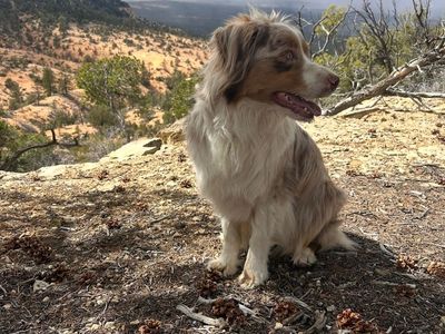 Adult Australian Shepard Female