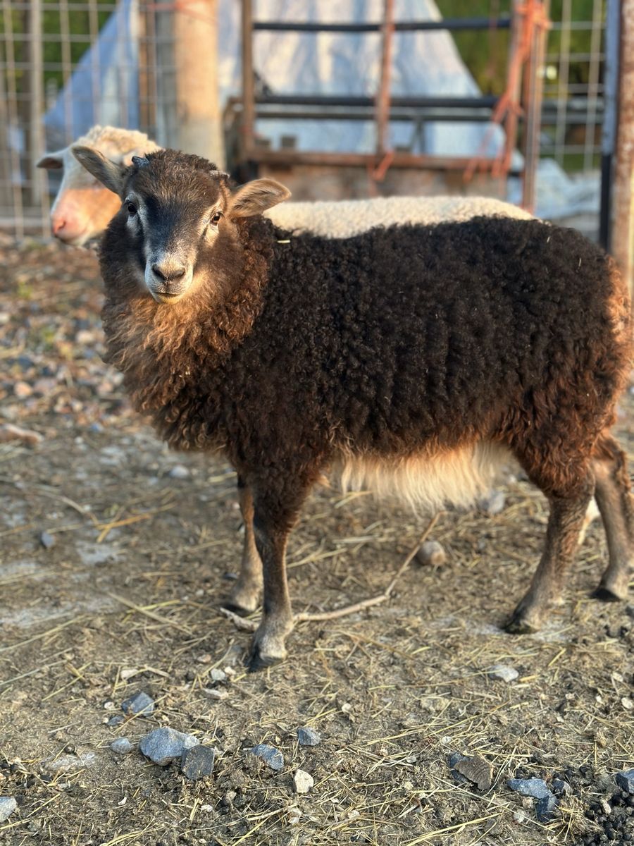 Icelandic Cross Ram Lamb