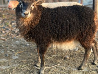 Icelandic Cross Ram Lamb