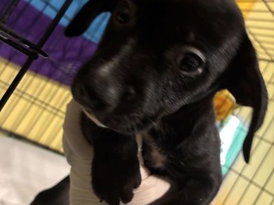 American Bully x German short haired pointers