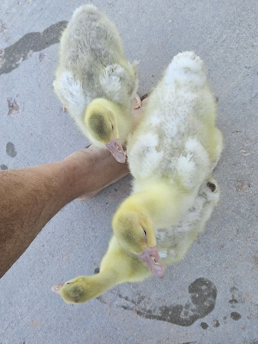 Rare Sebastopol Goslings