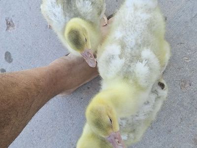 Rare Sebastopol Goslings