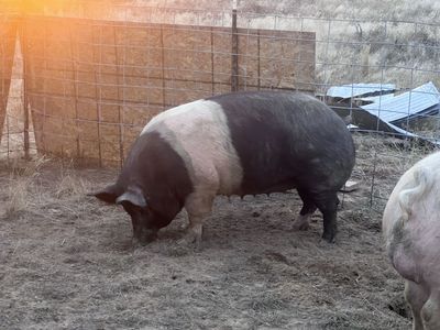 Sausage Sow