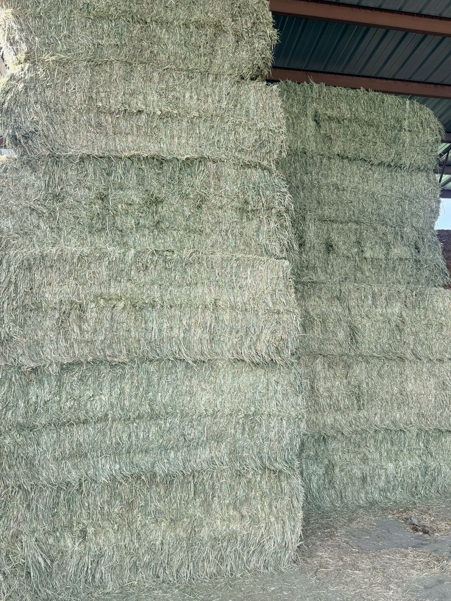 Cattle feed