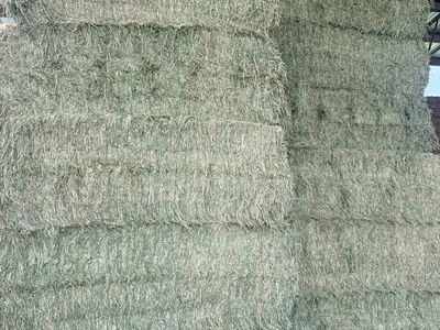 Cattle feed