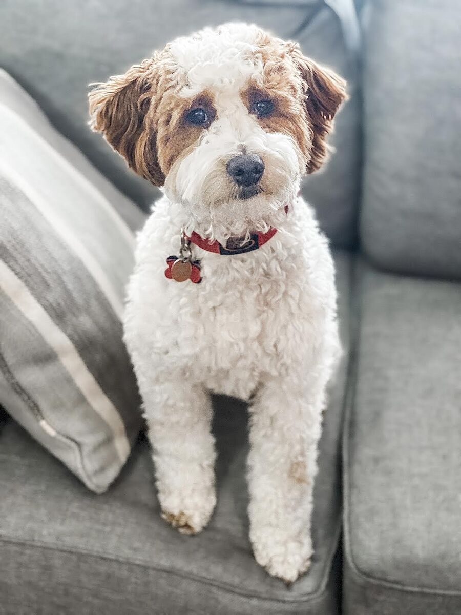 Buddy -/+ Mini Multigen Parti Goldendoodle Stud Spsp