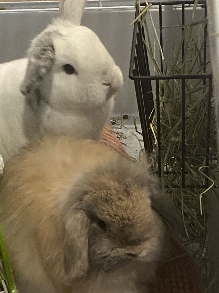 Rabbits To Good Home