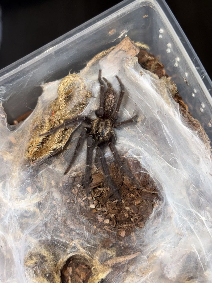MM H. Gabonesis