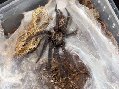 MM H. Gabonesis