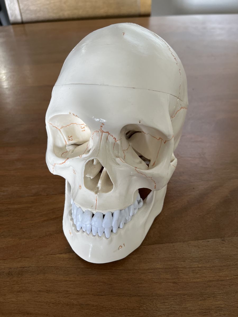Medical Skull Model