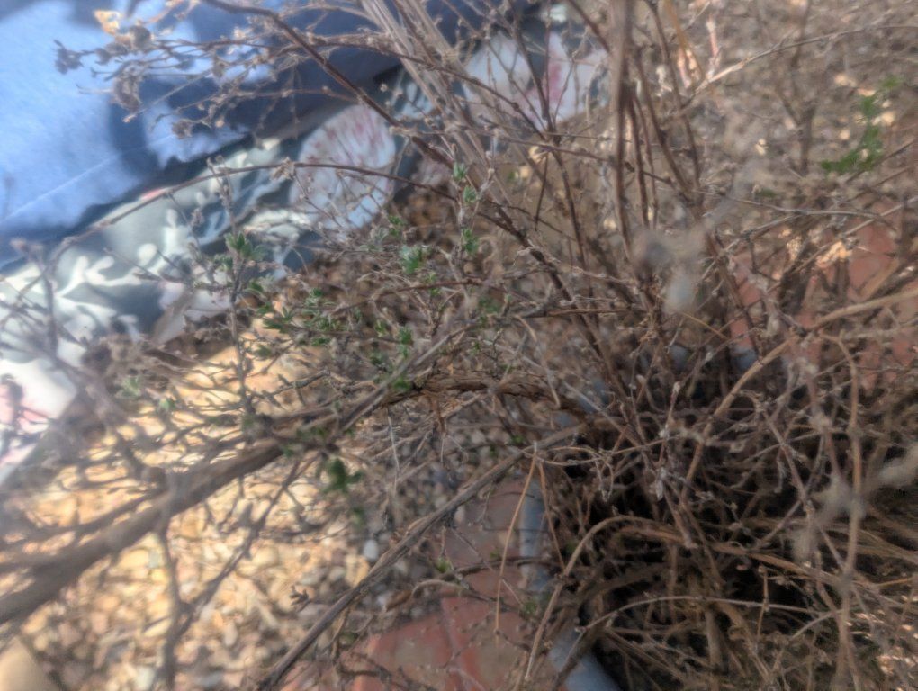free bushes