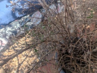 free bushes