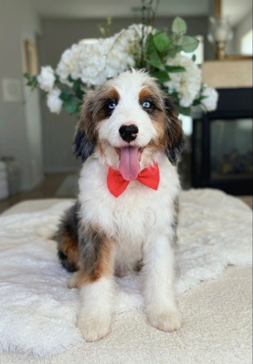 LOKI — Tri Colored Merle Bernedoodle | Blue Eyes