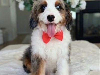 LOKI — Tri Colored Merle Bernedoodle | Blue Eyes