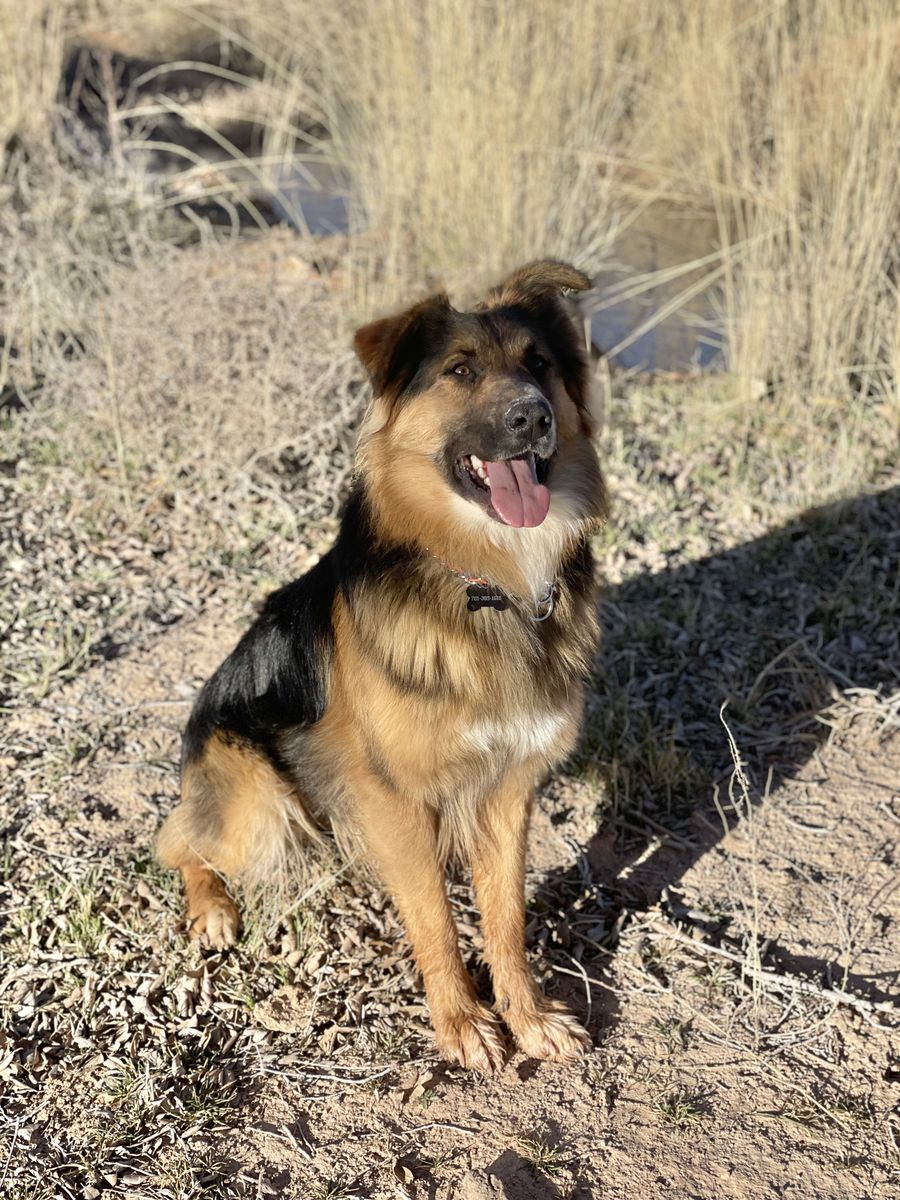 Loyal Aussie/German Shepherd needs new home