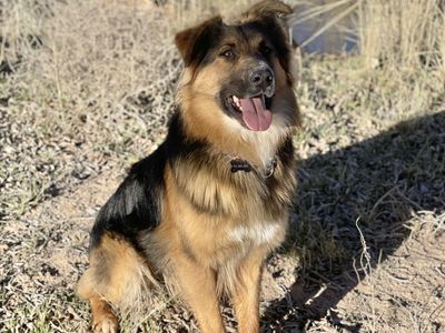 Loyal Aussie/German Shepherd needs new home
