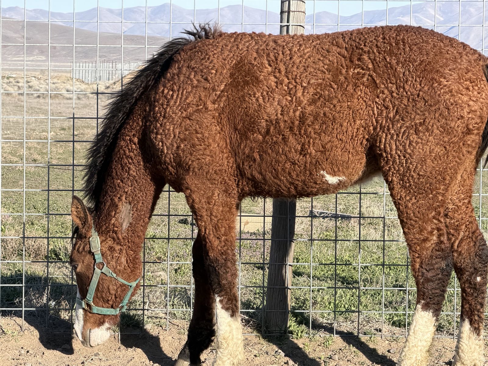 Yearling gelding