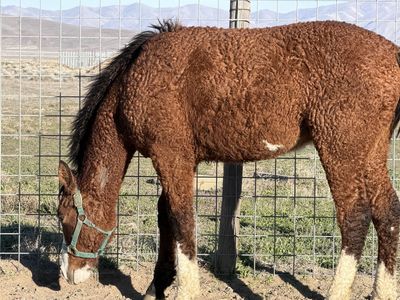 Yearling gelding