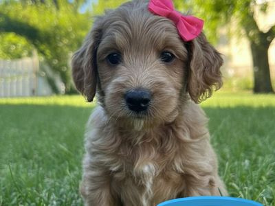 F1b Mini Goldendoodle Puppies