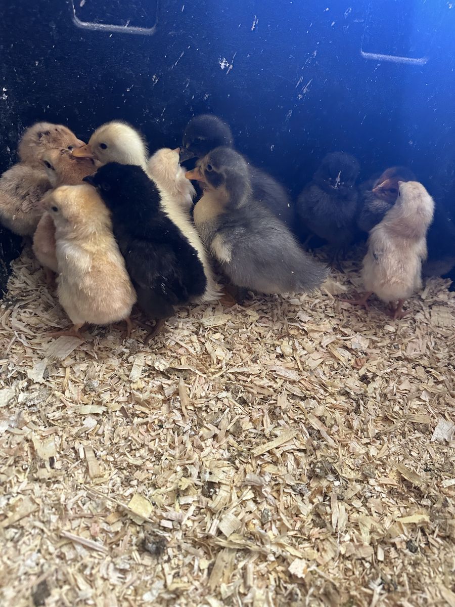 Chicks and ducklings