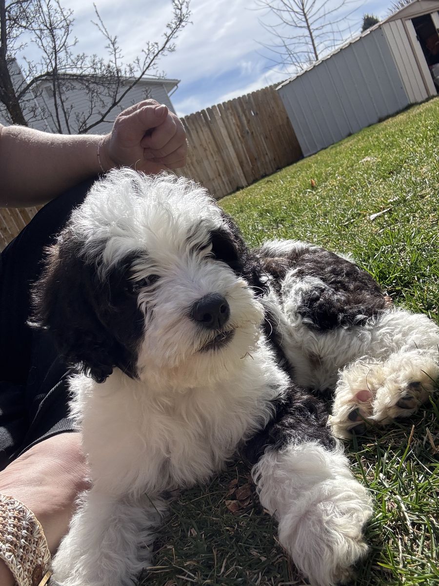 Bernadoodle Micro Puppy Male