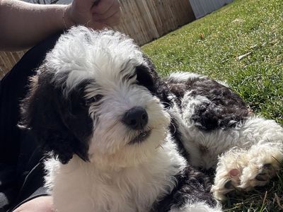 Bernadoodle Micro Puppy Male