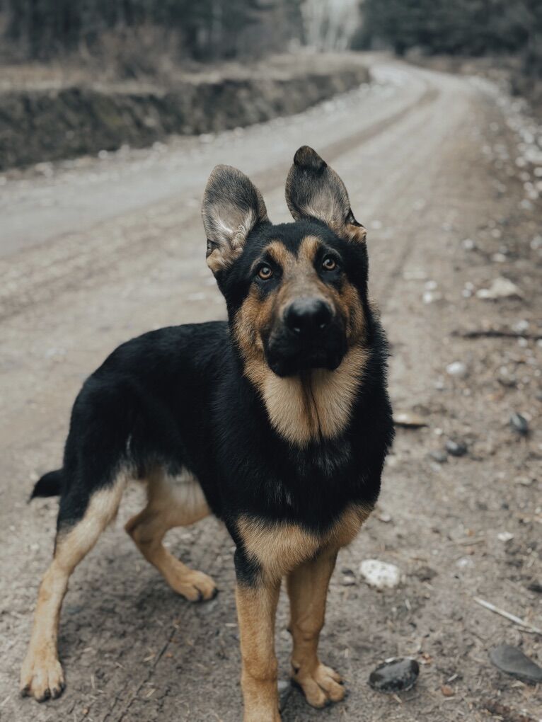 Trained AKC German Shepherd Migrane Service Dog