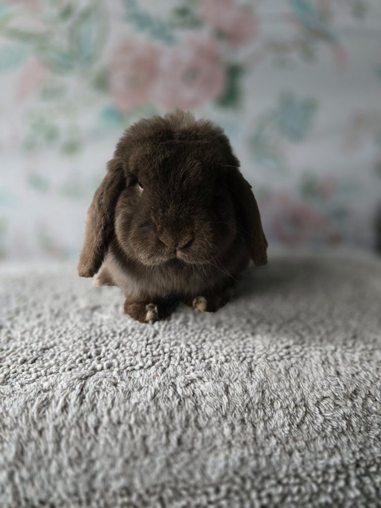 Chocolate Holland lop buck