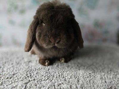 Chocolate Holland lop buck