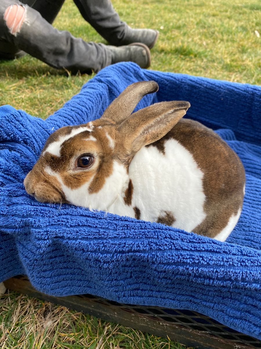 Mini Rex Male