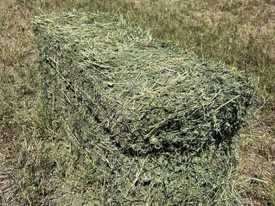 Alfalfa Hay