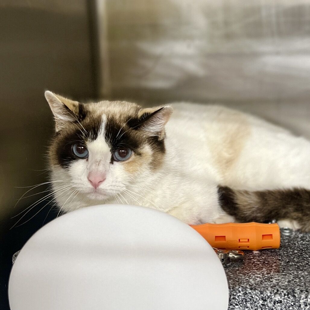 Hello my name is Bumble