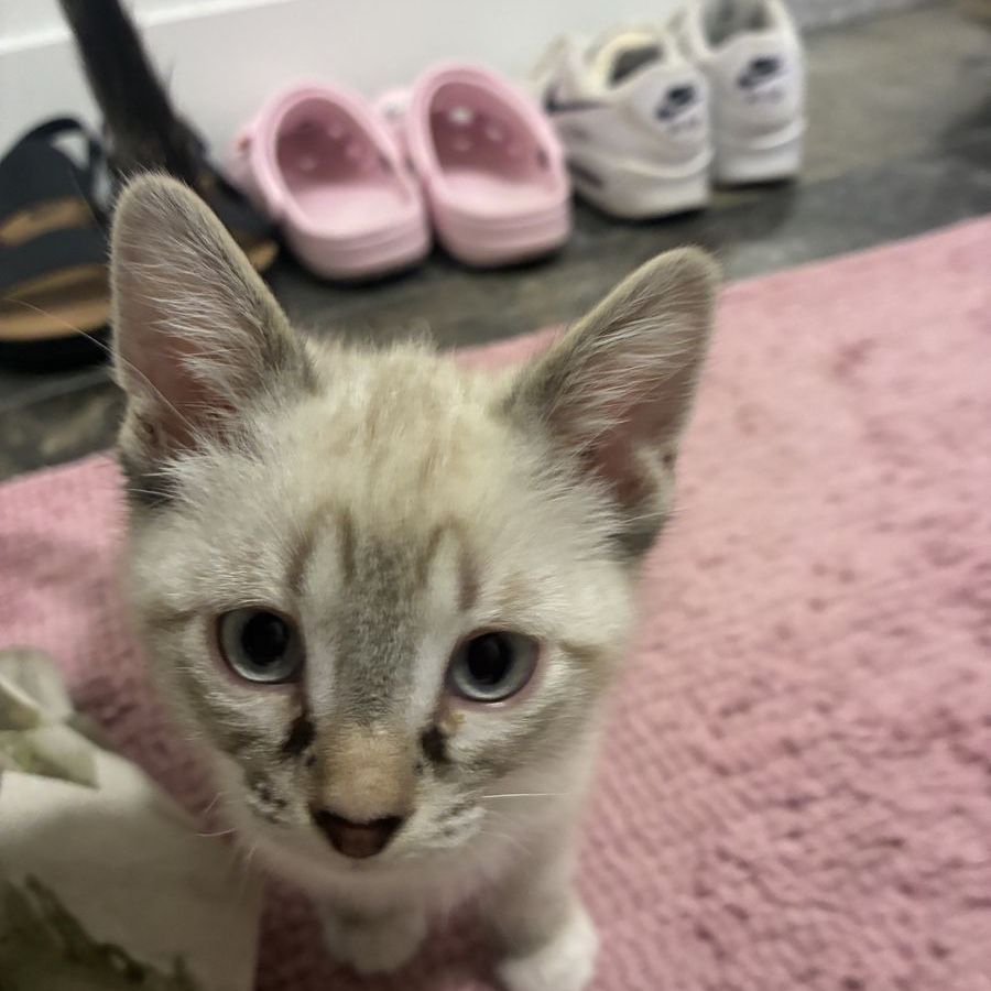 Adorable Flame Point Kittens 2 girls available