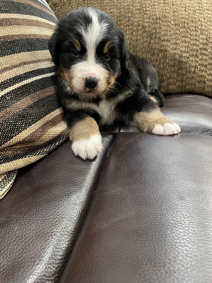 Adorable Bernese Mountain Dog Puppies AKC registered papered puppy
