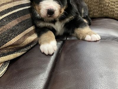 Adorable Bernese Mountain Dog Puppies AKC registered papered puppy