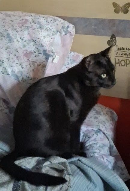 $300**Reward**TAKEN Black Cat from Greyhound bus station on 7/21 while waiting for our bus to Portland