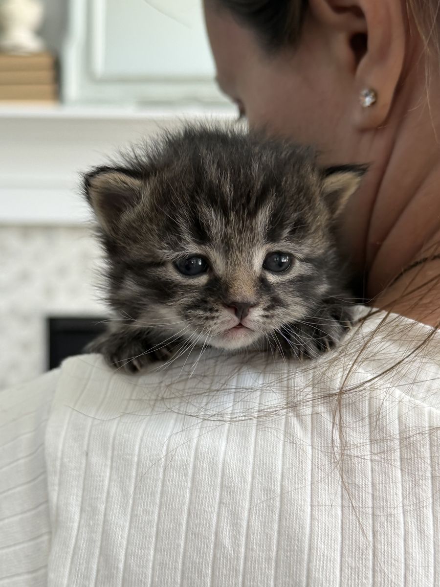 Purebred Siberian Kittens - 2 female 1 male