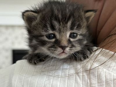 Purebred Siberian Kittens - 2 female 1 male