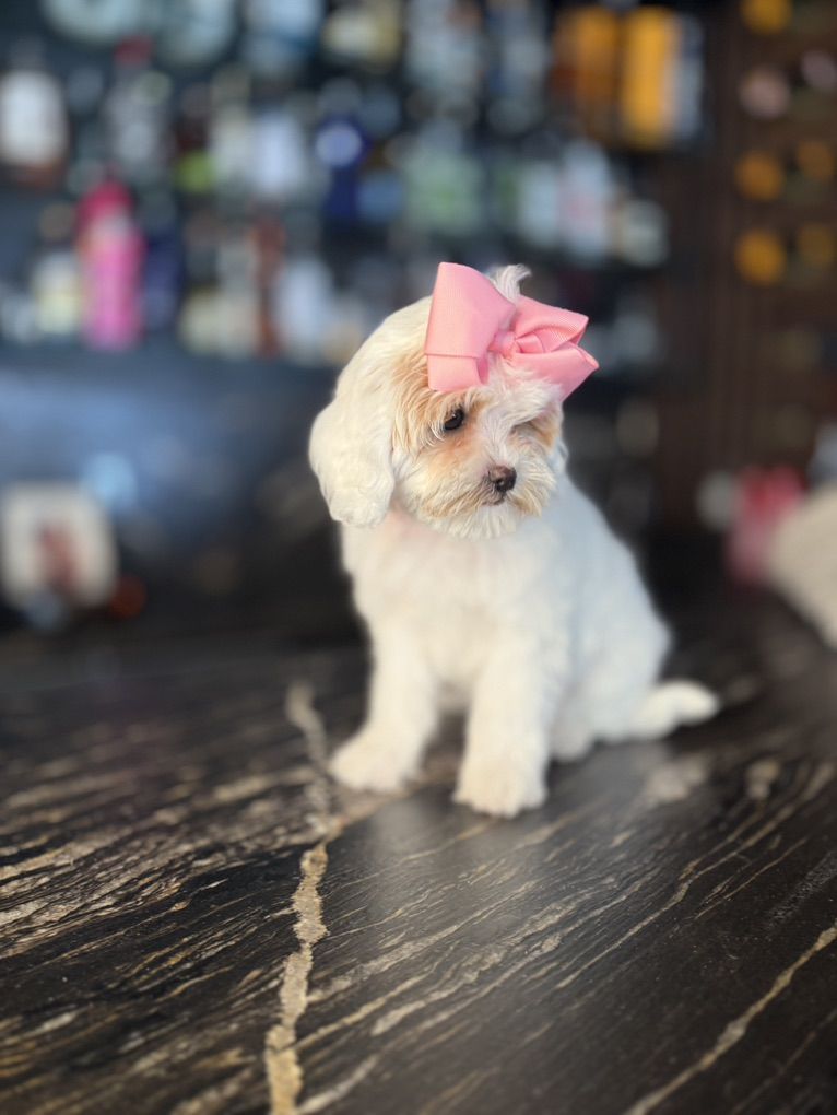 Darling TiNy Cavapoo Girls Ready To Love You